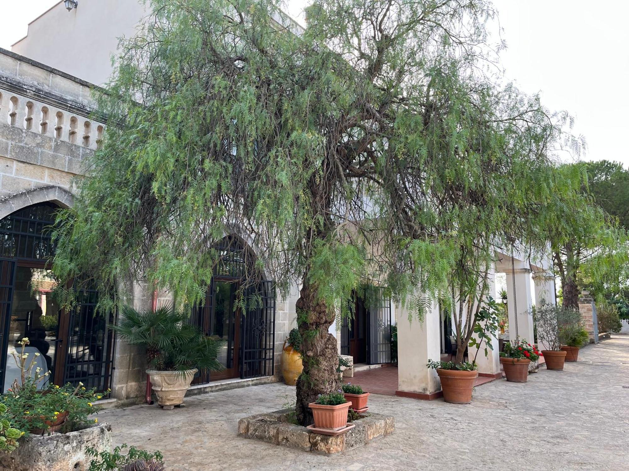 Masseria La Camardia Sava Exteriör bild